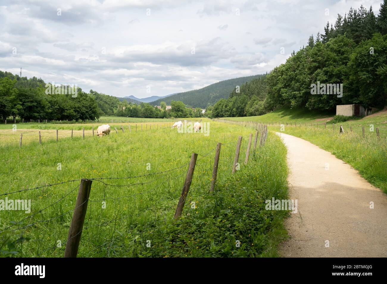 Kühe essen Gras im baskenland, nordspanien Stockfoto