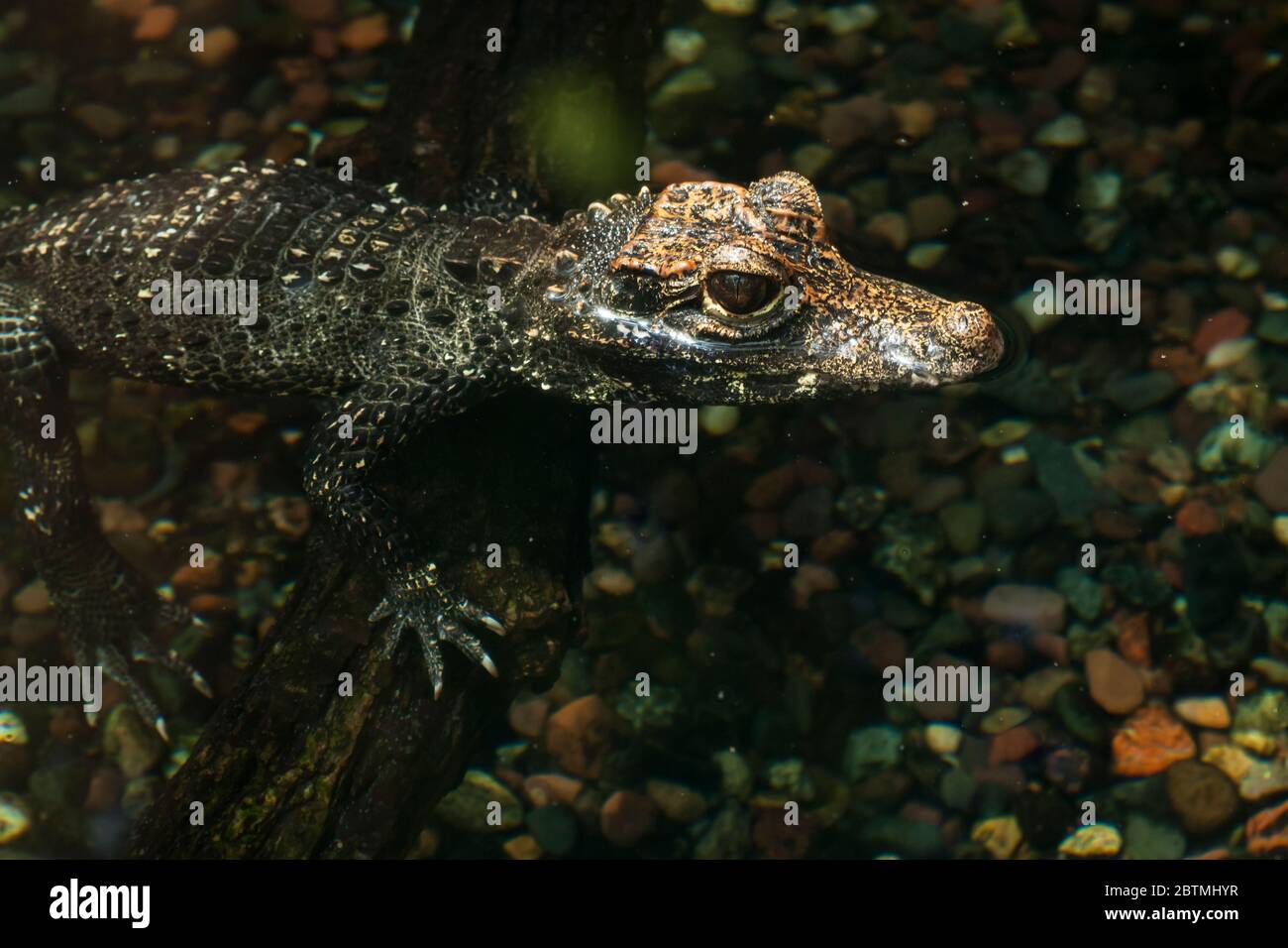 Horizontale Nahaufnahme des Kopfes und der Körperhälfte eines kleinen Alligators mit wachsamen Augen in einem Teich im Lincoln Park Zoo, Chicago, Illinois Stockfoto