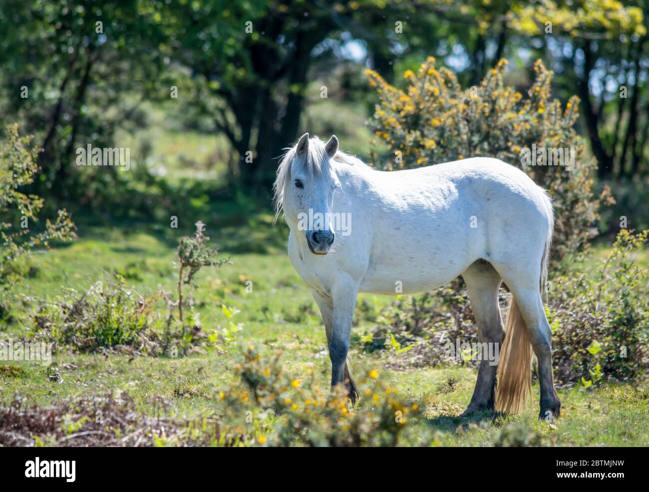 Schönes weißes New Forest Pony in der Nähe von Büschen stehen und wegschauen an sonnigen Tag, verschwommener Hintergrund kopieren Raum nach links Stockfoto