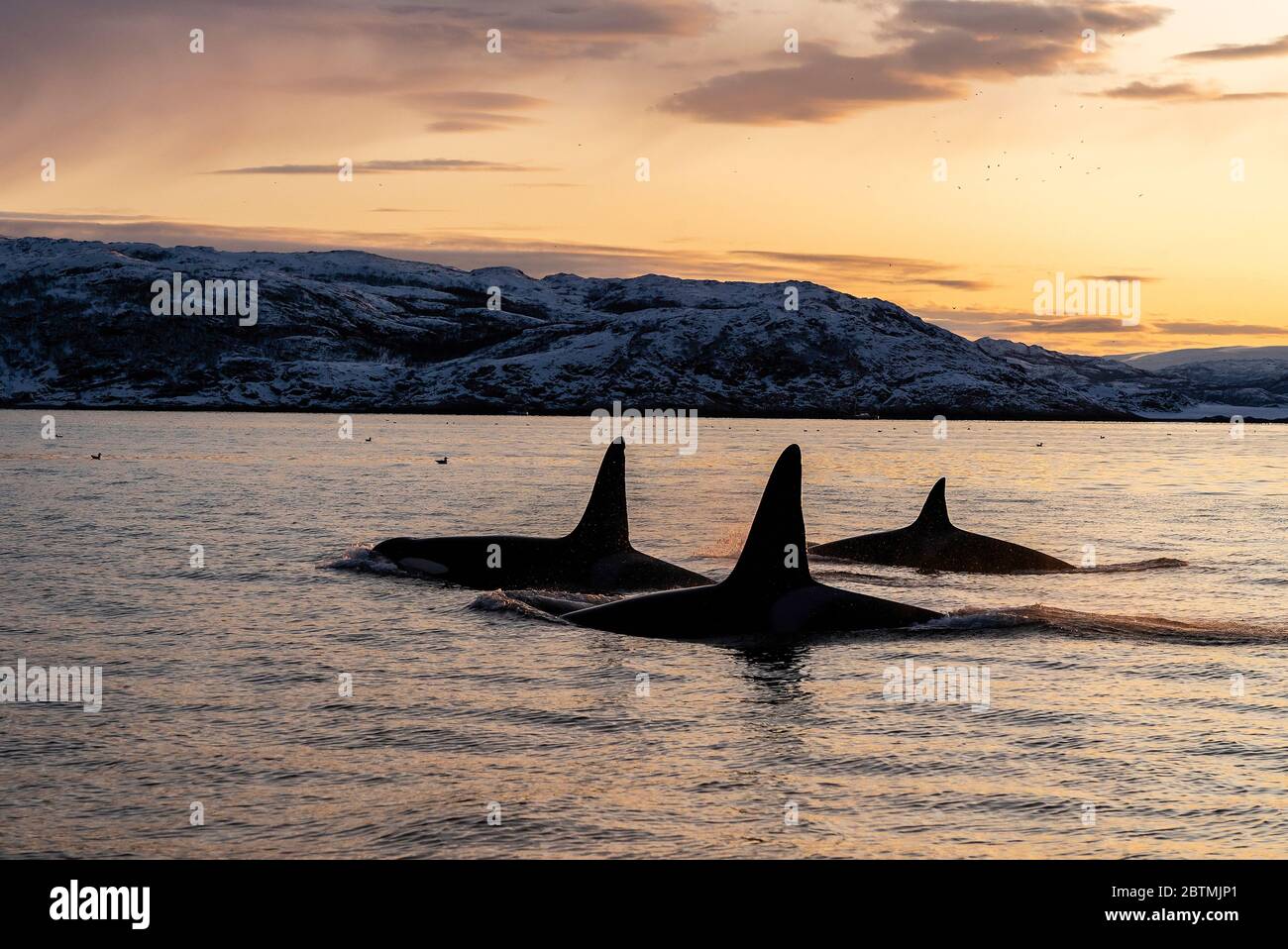 Schwertwale brechen bei Sonnenuntergang an der Oberfläche, Kvaenangen Fjord, Nordnorwegen. Stockfoto