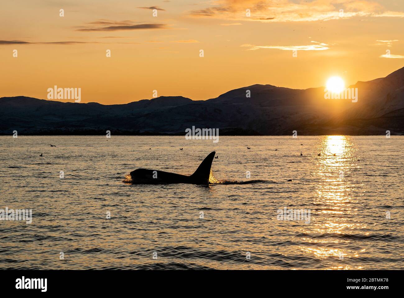 Männlicher Killerwal, der bei Sonnenuntergang die Oberfläche bricht, Kvaenangen Fjord, Nordnorwegen. Stockfoto