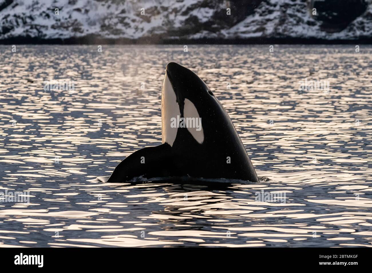 Killer-Walbeobachter hüpfen am späten Nachmittag, Kvaenangen Fjord, Norwegen. Stockfoto