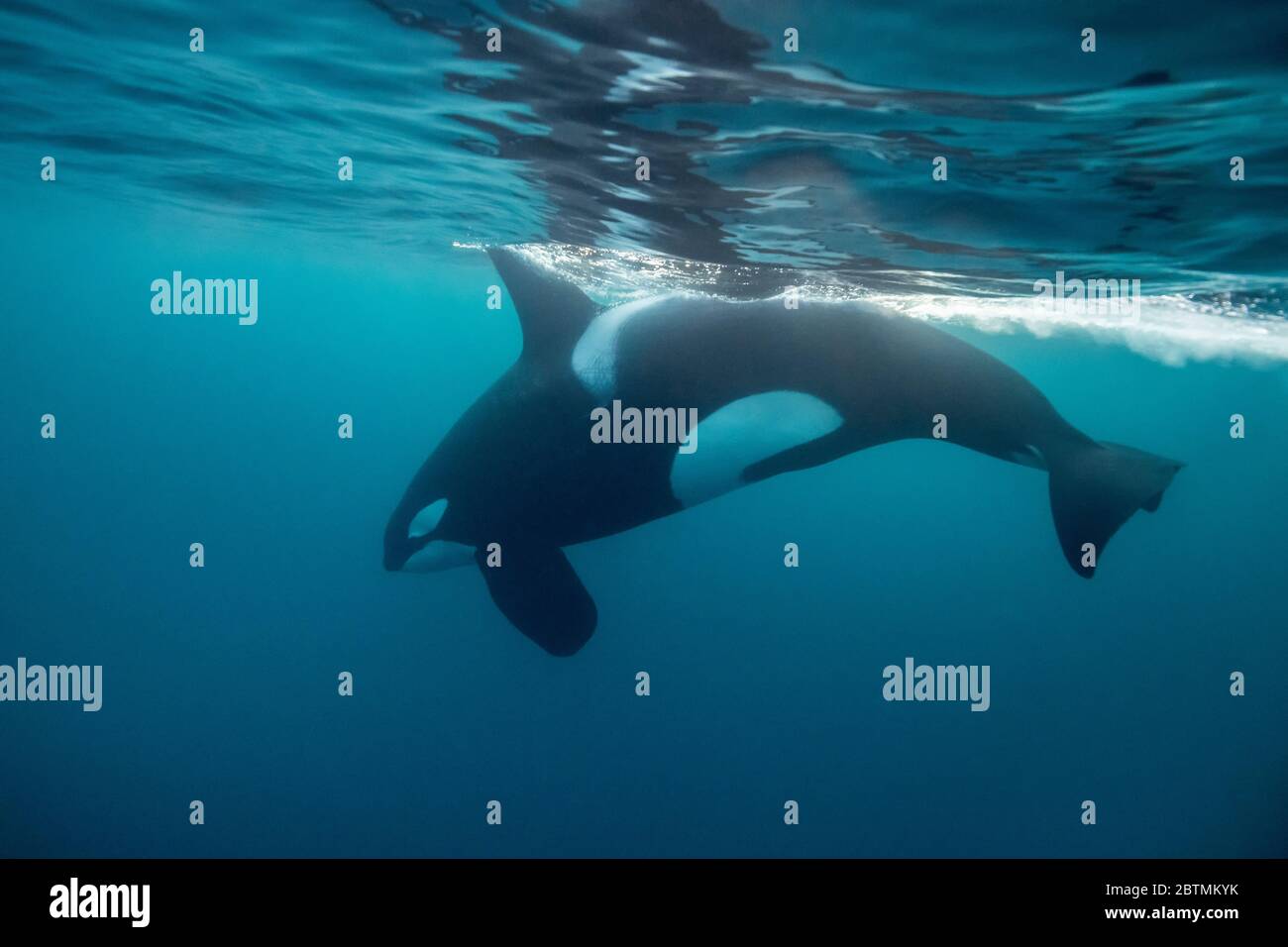 Killer-Waljagd auf Hering, Kvaenangen Fjord, Nordnorwegen. Stockfoto