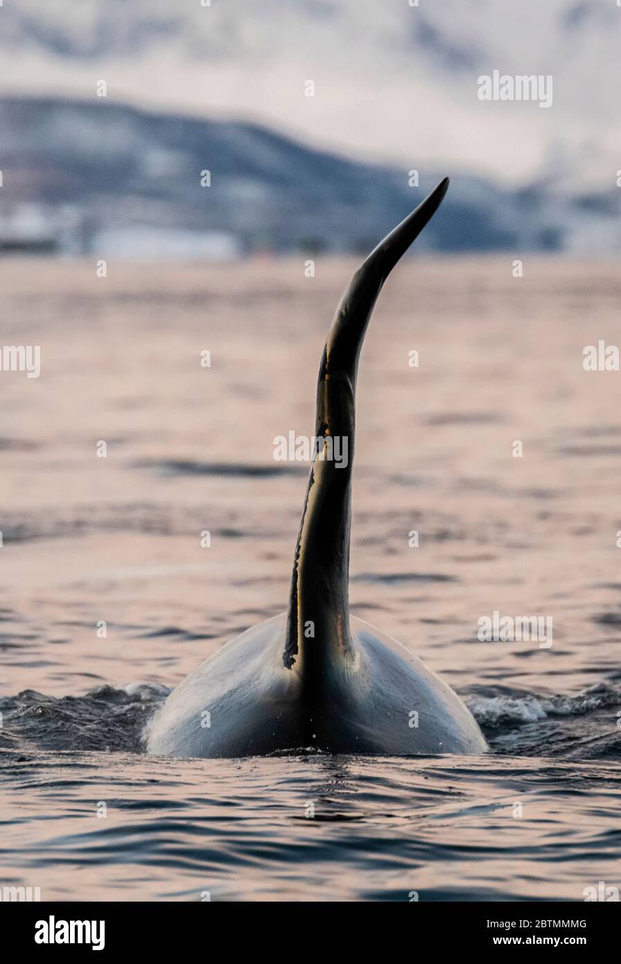 Männlicher Killerwal mit einer deformierten Rückenflosse, die bei Sonnenuntergang die Oberfläche bricht, Kvaenangen Fjord, Nordnorwegen. Stockfoto
