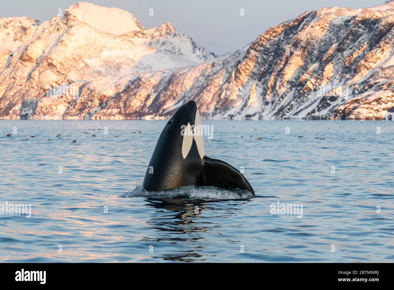 Killer-Walbeobachter hüpfen am späten Nachmittag, Kvaenangen Fjord, Norwegen. Stockfoto
