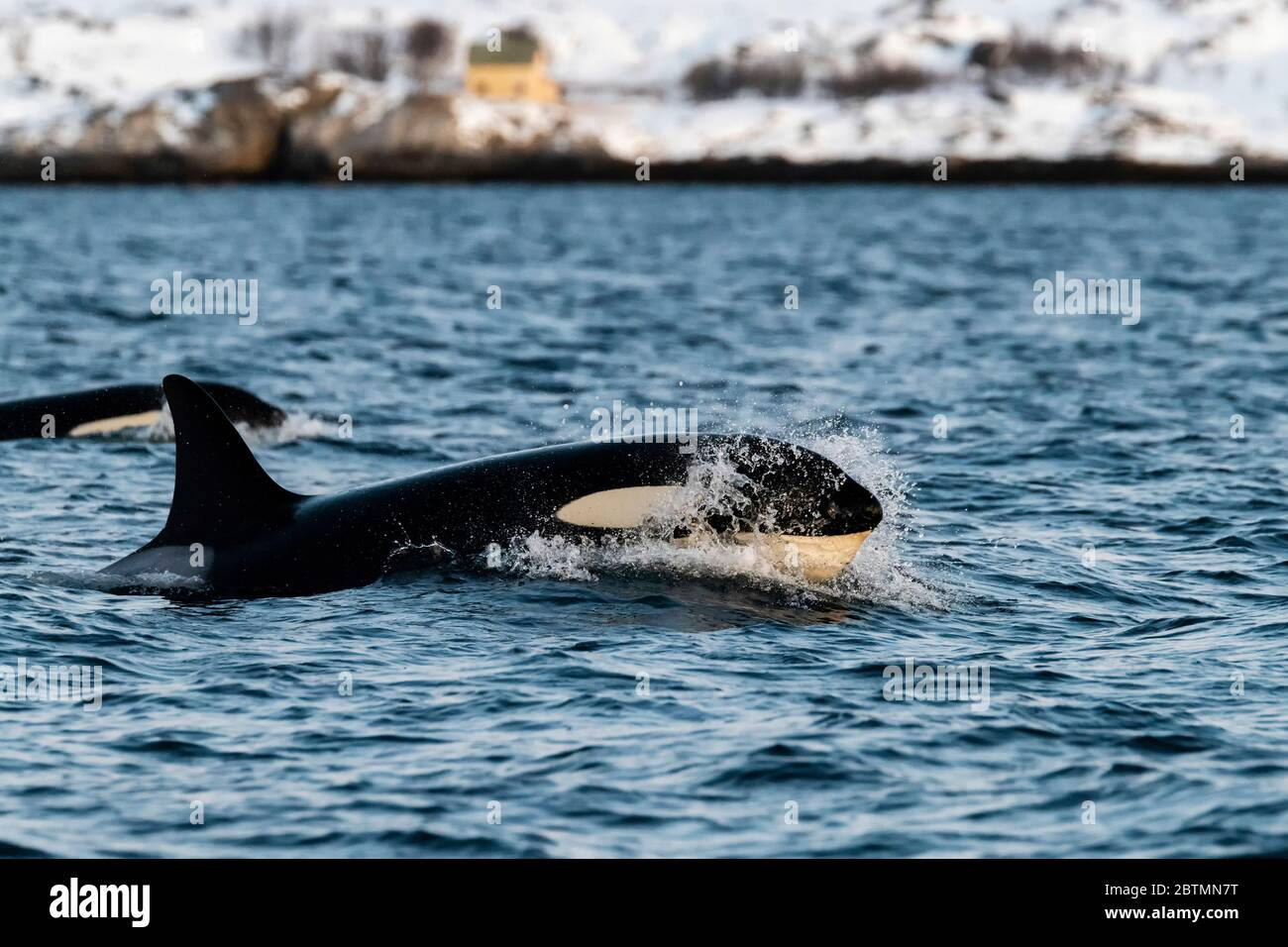 Killer-Wal-Weibchen brechen die Oberfläche, Nordnorwegen. Stockfoto
