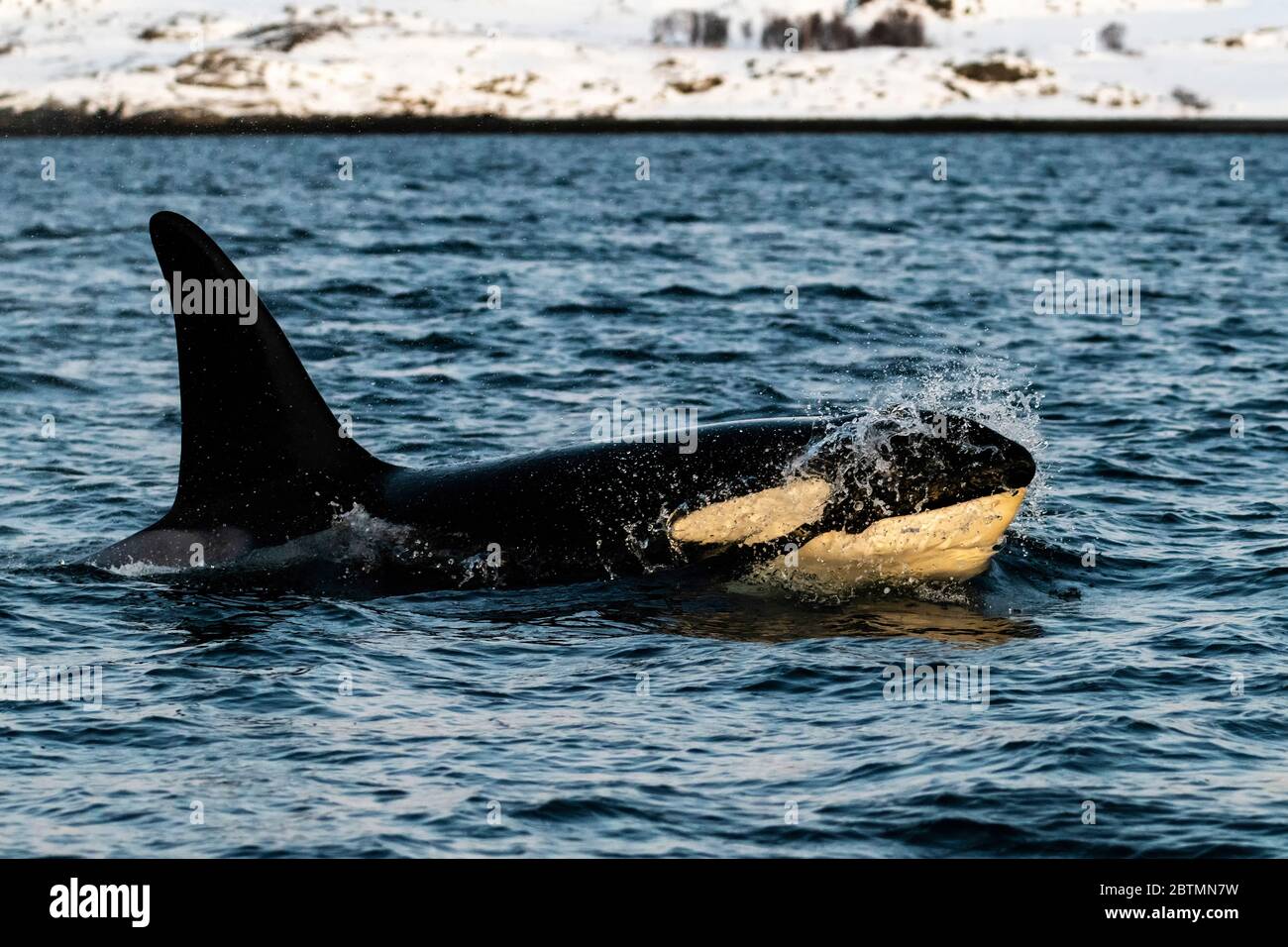 Killer-Wal-Weibchen brechen die Oberfläche, Nordnorwegen. Stockfoto