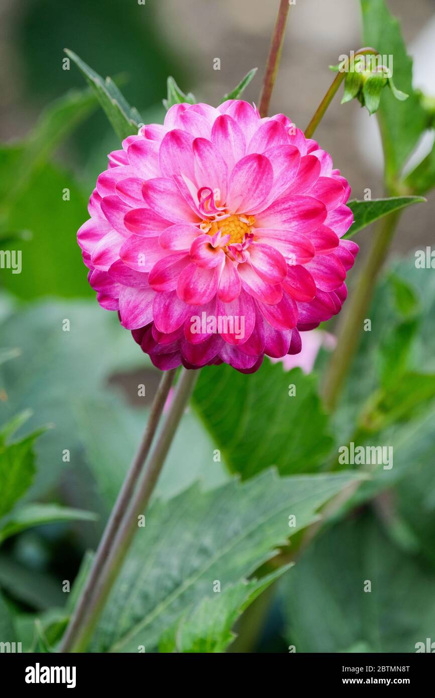 Einzelne Blüte von Dahlia 'Little Robert' Stockfoto