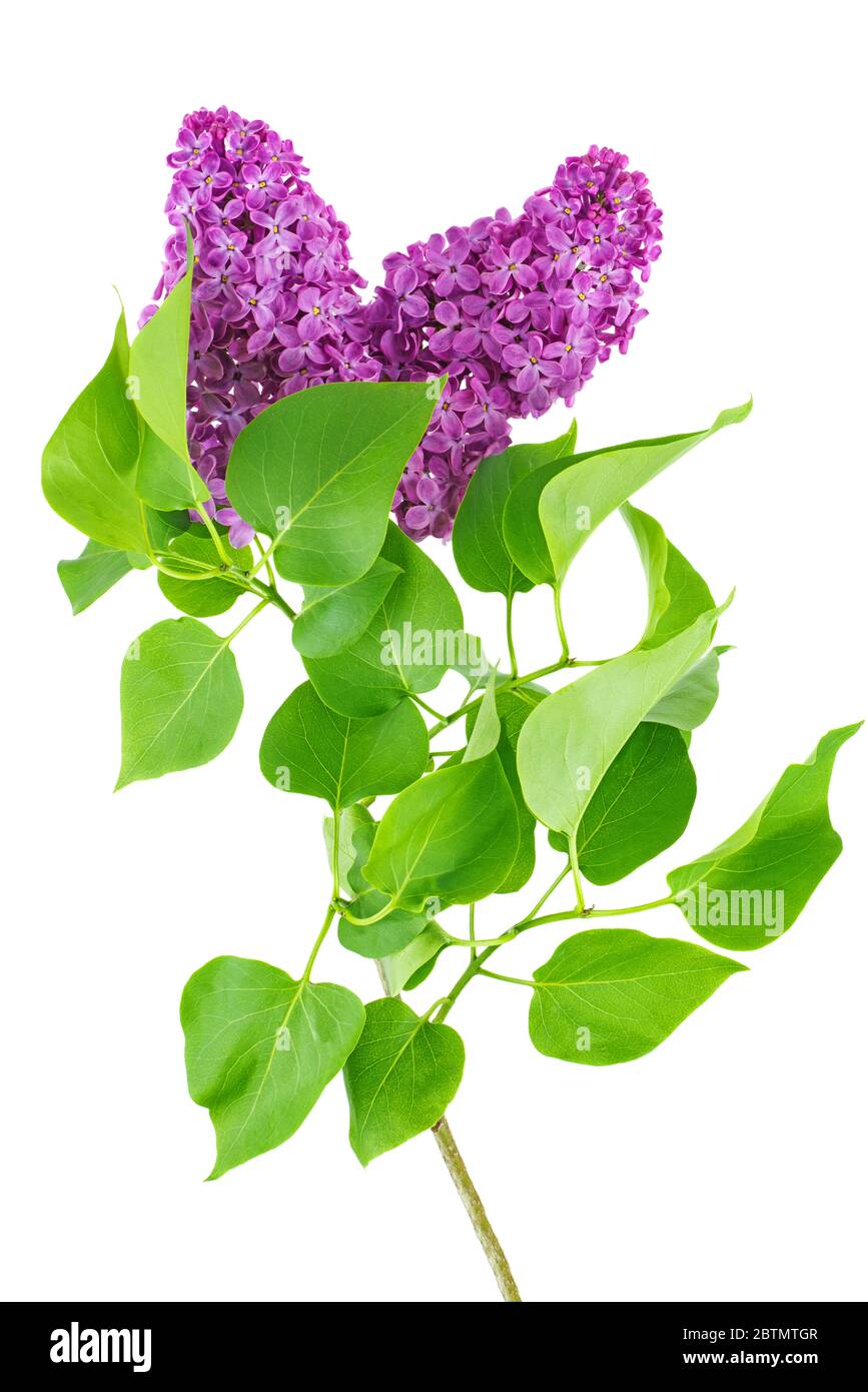 Lila lila Blüten isoliert auf weißem Hintergrund Stockfoto