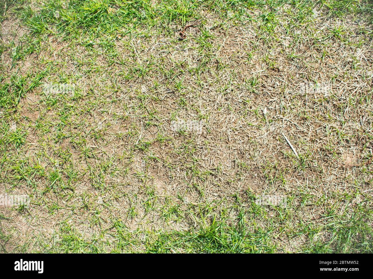 Schlechte Qualität Gras Rasen Textur Draufsicht. Grünes Gras Hintergrund der beschädigten Rasenstruktur. Grünland Ökologie Konzept Design, schlecht gepflegt grün Stockfoto