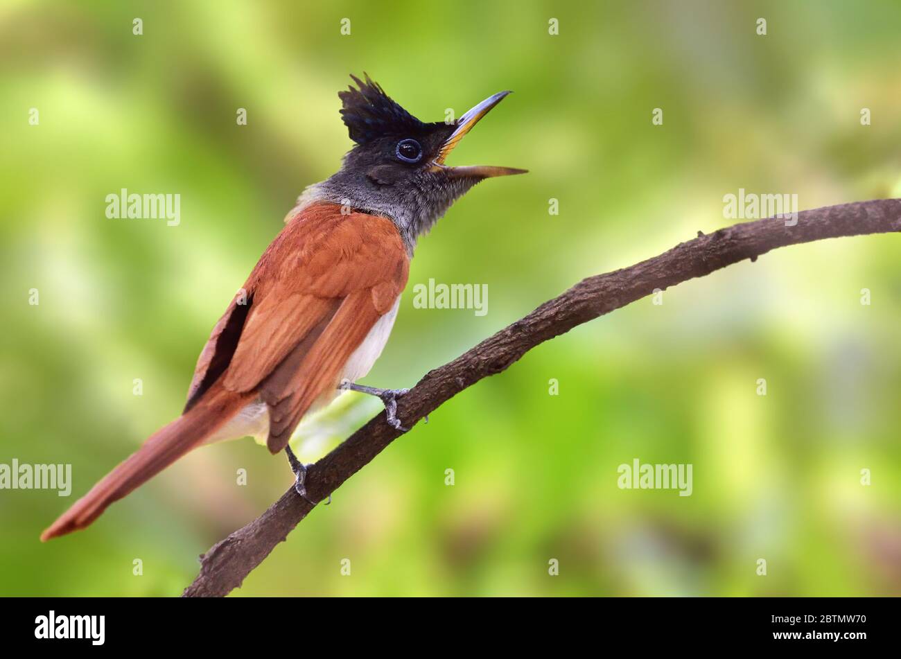 Der indische Paradiesfliegenfänger ist ein mittelgroßer Singvogel aus Asien, wo er weit verbreitet ist. Stockfoto