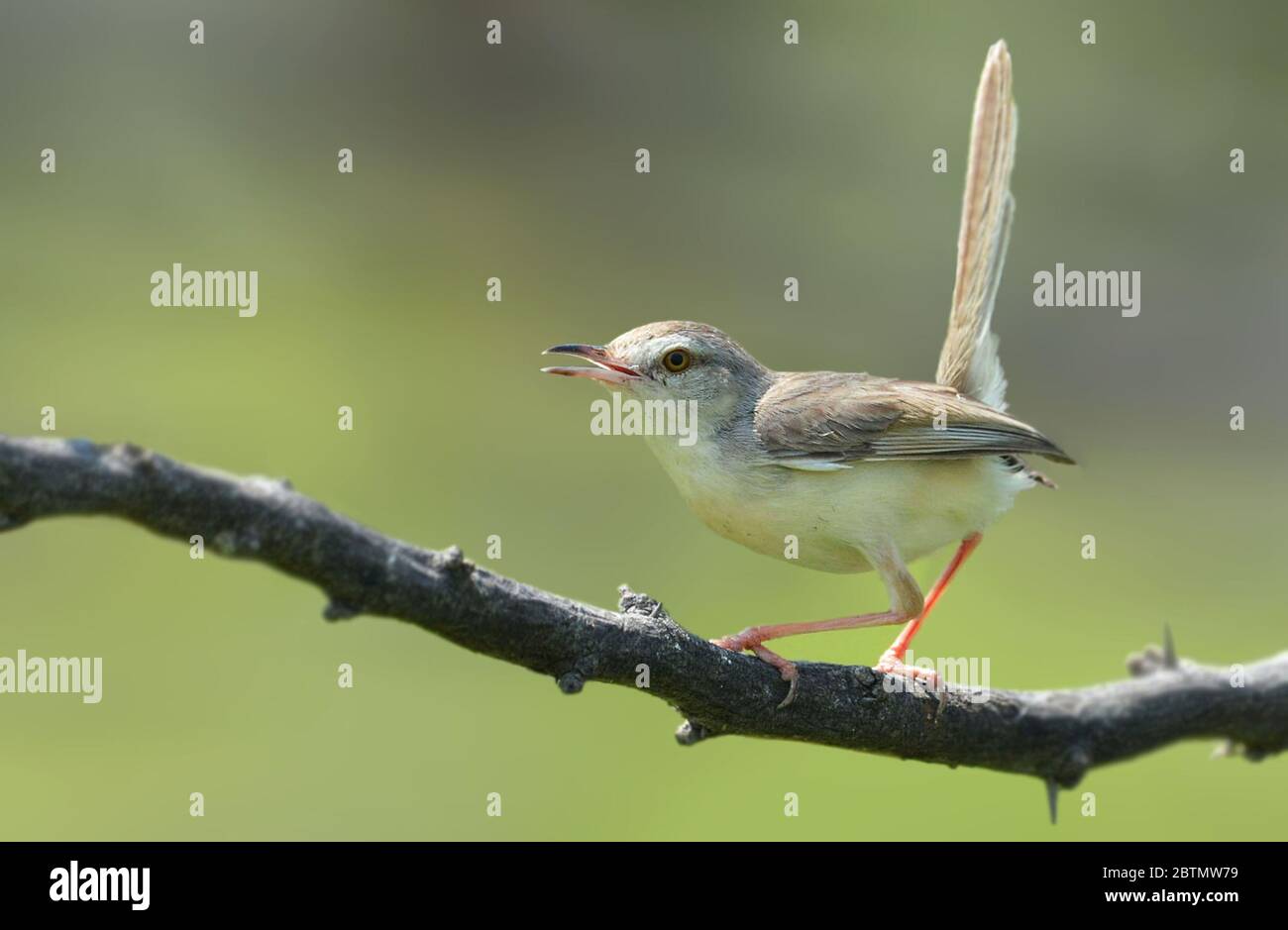 Der einfache prinia, auch als der einfache Zwirnsänger oder Weißbrauenzwirbler bekannt, ist ein kleiner Zistikolidsänger, der in Südostasien gefunden wird. Stockfoto