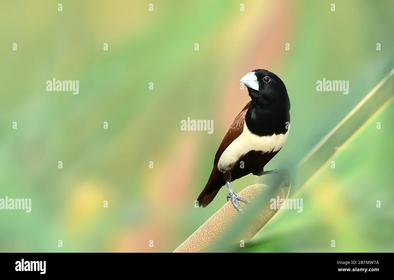 Der dreifarbige Munia ist ein Estrildid-Fink, der in Bangladesch, Indien, Sri Lanka und Südchina beheimatet ist. Stockfoto