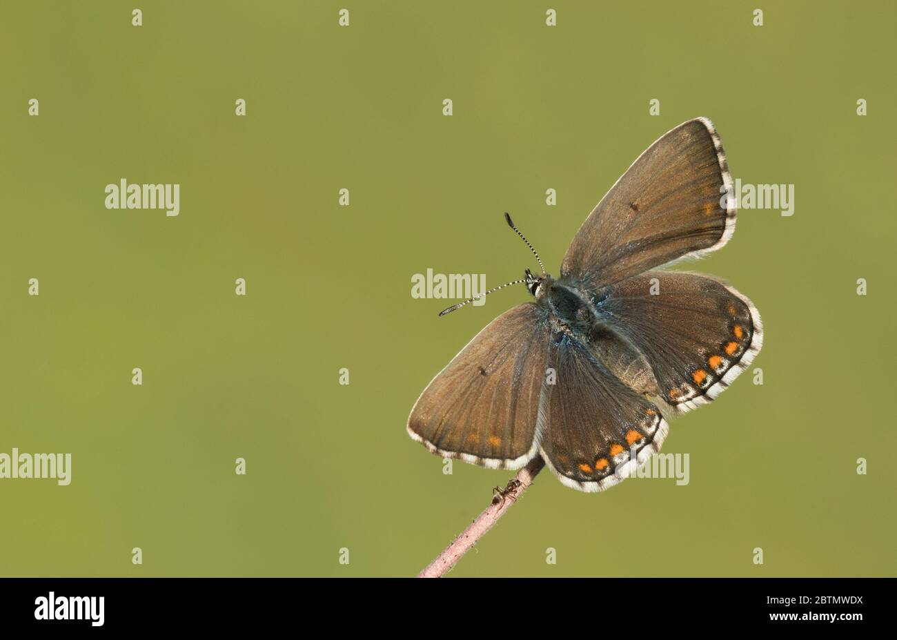 Weiblicher Adonis-blauer (Polyommatus bellargus) Schmetterling mit offenen Flügeln, auf einem Sämehopf thront. Aufgenommen bei Barnsley Warren SSSI, Cotswolds. Stockfoto