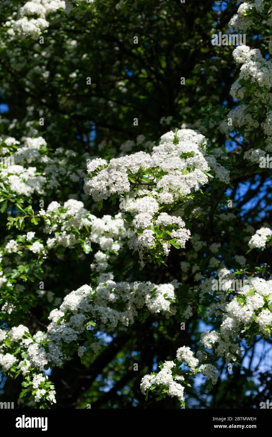 Kann auf einem Weißdornbaum (Crataegus) blühen. England, Großbritannien. Stockfoto