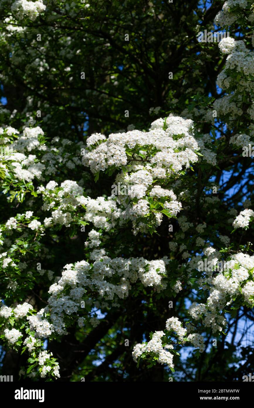 Kann auf einem Weißdornbaum (Crataegus) blühen. England, Großbritannien. Stockfoto