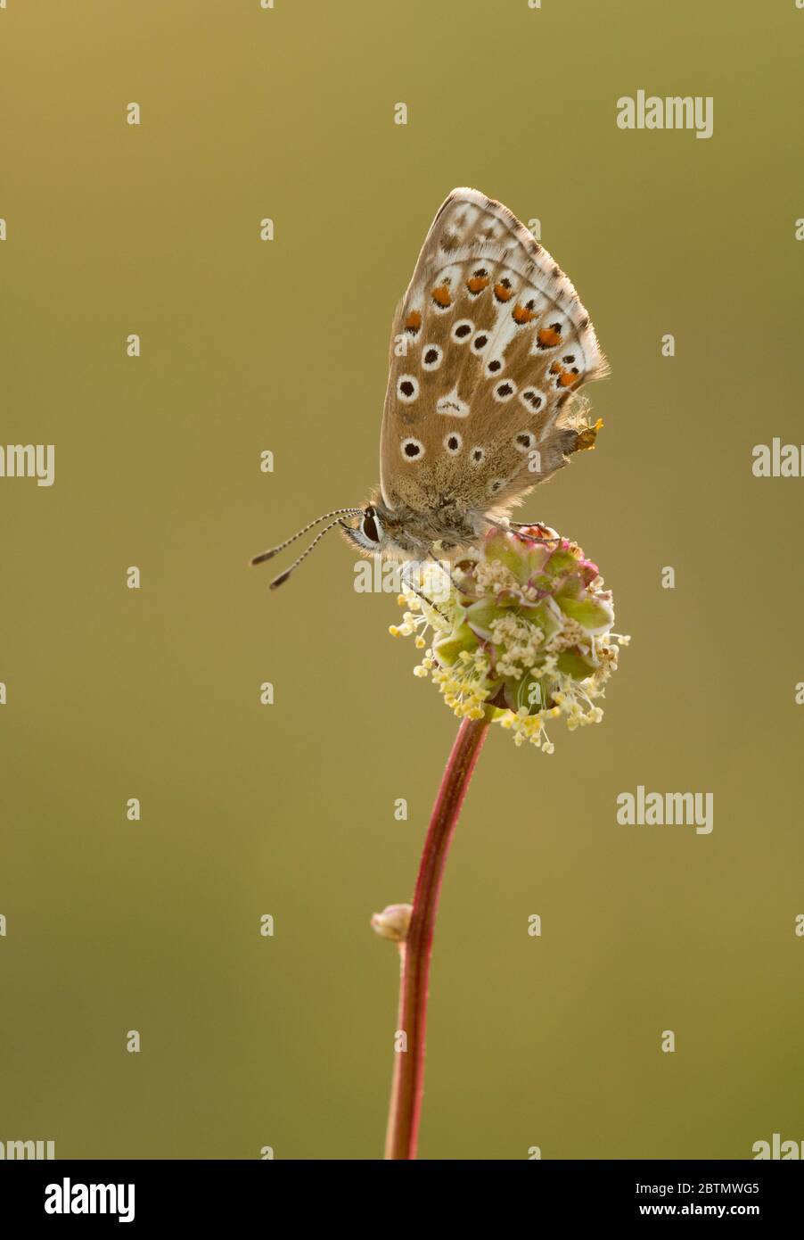 Weiblicher Adonis Blue (Polyommatus bellargus) Schmetterling, der mit geschlossenen Flügeln auf einem Sämehopf thront. Aufgenommen bei Barnsley Warren SSSI, Cotswolds. Stockfoto