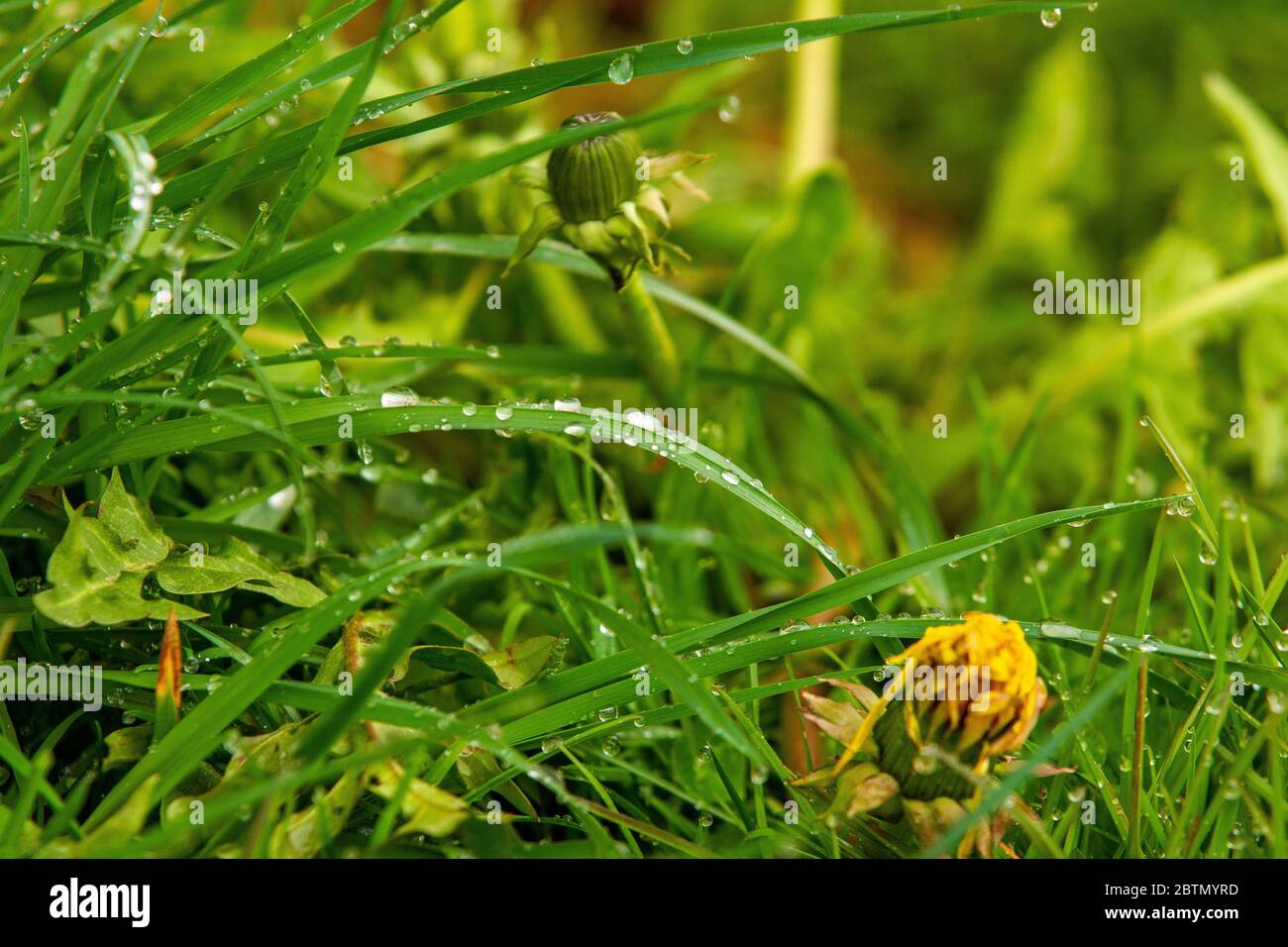 Am Morgen Tau auf dem Gras Stockfoto