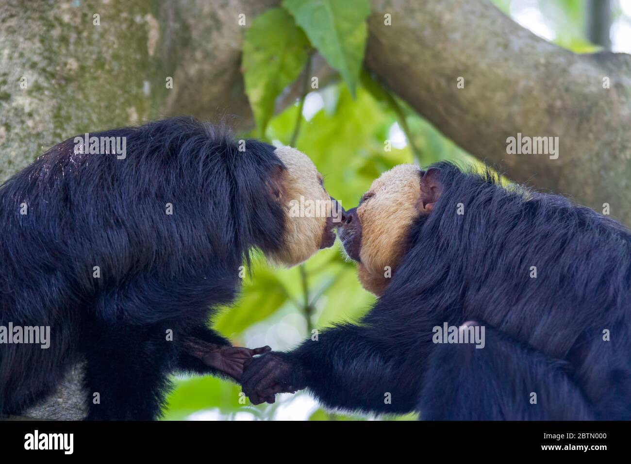 Zwei männliche Saki-Affen mit weißem Gesicht auf den Bäumen, die sich in der Hand um die Nuss schwirren, sehen aus, als ob zwei gute Freunde die Hände schütteln. Stockfoto