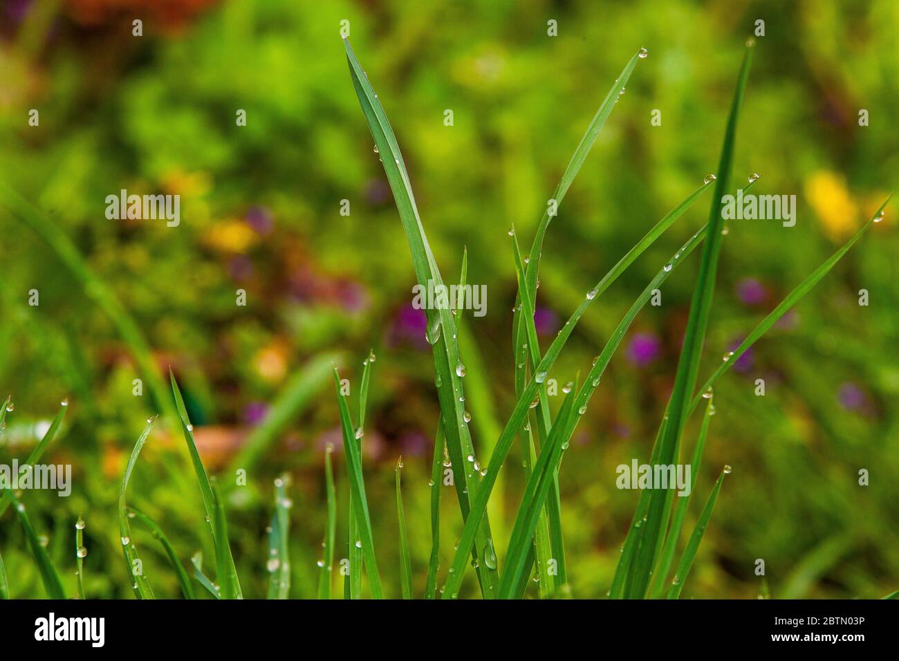 Am Morgen Tau auf dem Gras Stockfoto