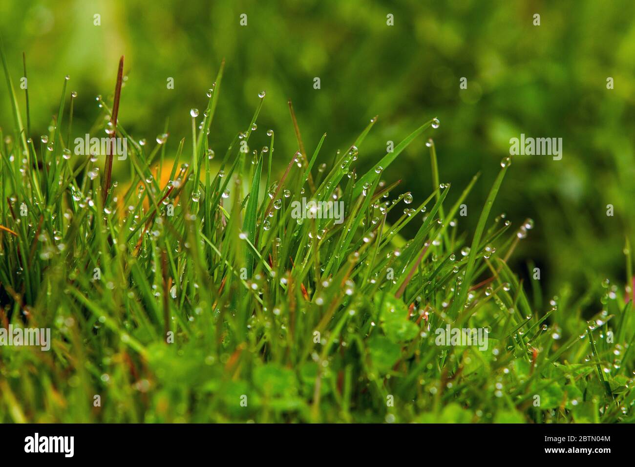 Am Morgen Tau auf dem Gras Stockfoto
