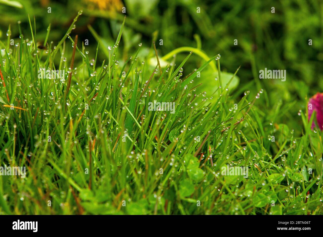 Am Morgen Tau auf dem Gras Stockfoto