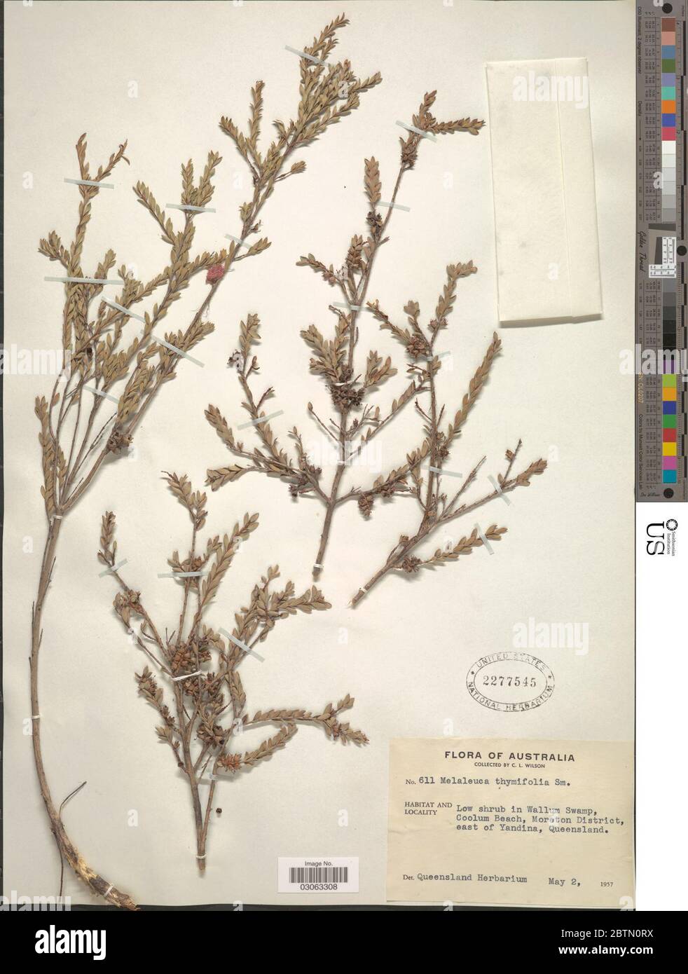 Melaleuca thymifolia LS SM. Stockfoto