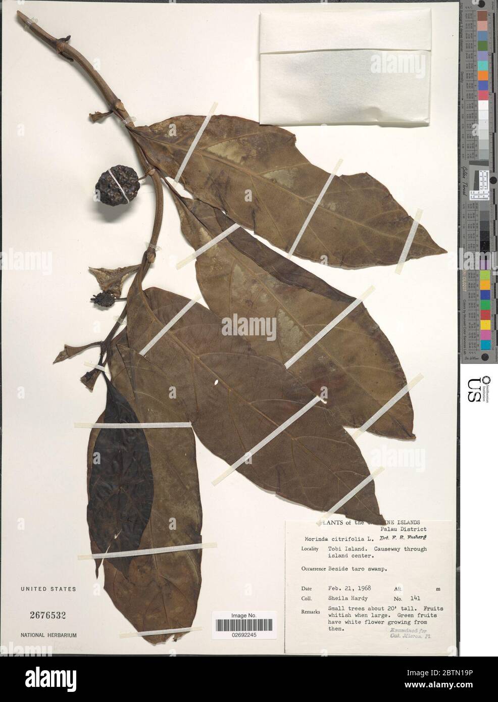 Morinda citrifolia L. Stockfoto