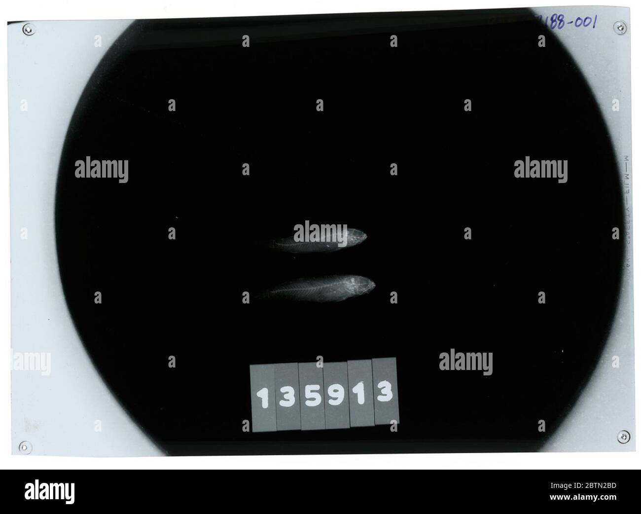 Amblygobius bynoensis. 24. Oktober 20181 Stockfoto