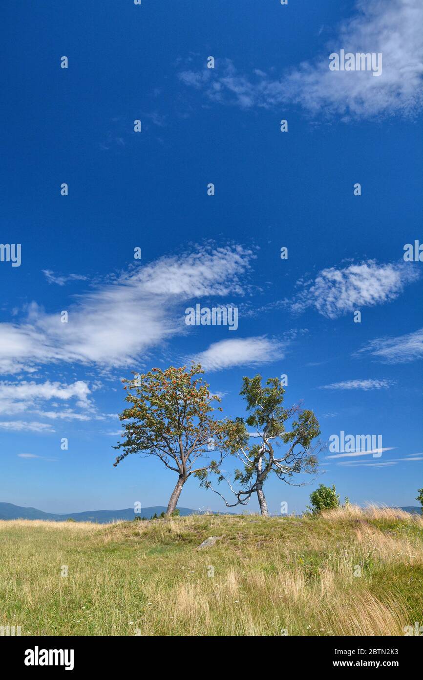 Zwei Bäume wachsen auf dem Hügel, blauer Himmel Stockfoto