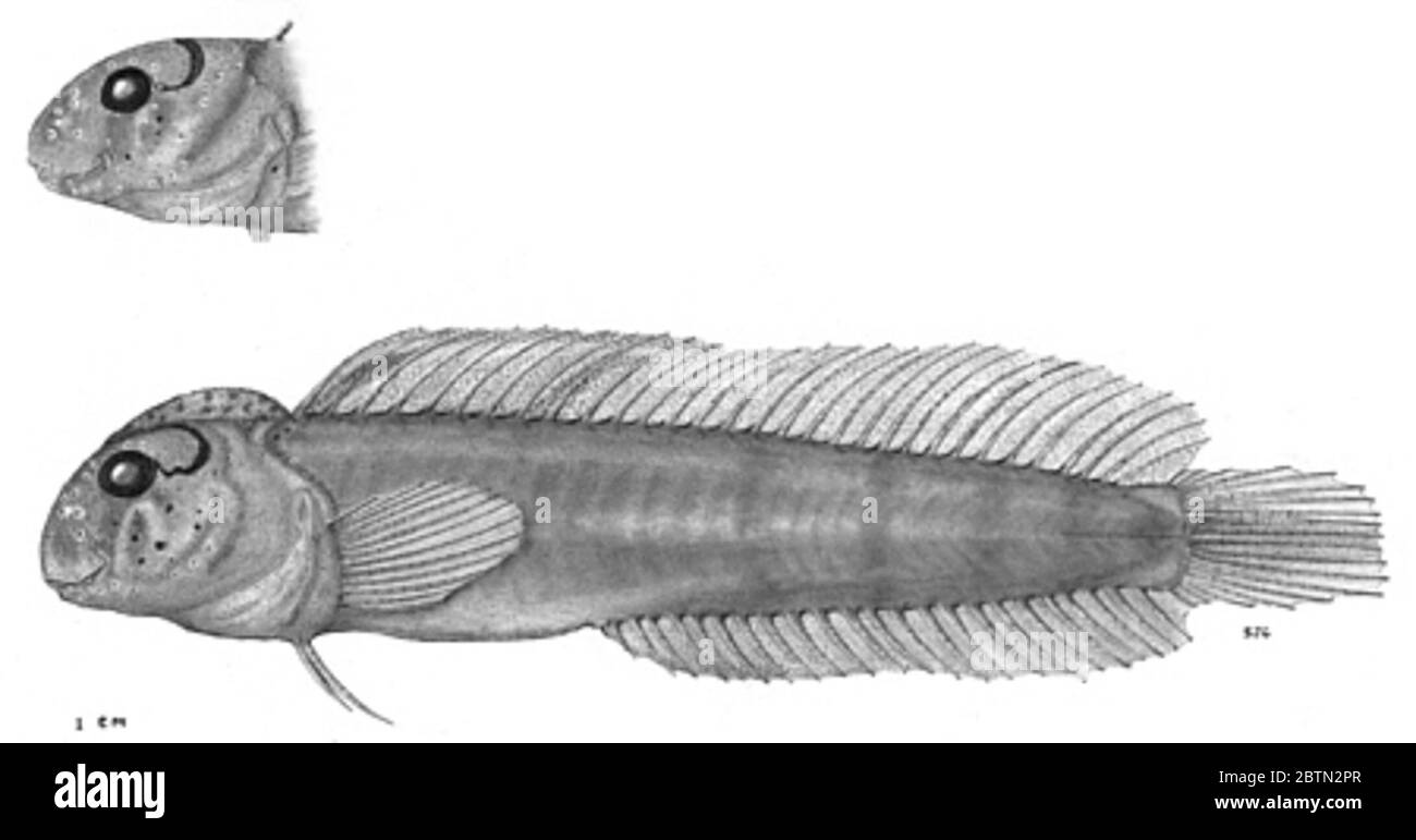 Omobranchus meniscus Springer Gomon. Anmerkungen: Geröntgt für v.g. springer. paratype usnm 211153 mit diesem Holotyp gesammelt. Männlich, 60.1 mm sl.2 Jul 20191 Stockfoto