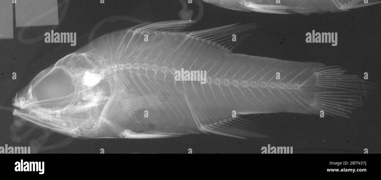 Ostorhinchus aroubiensis. 30. Dezember 20151 Stockfoto