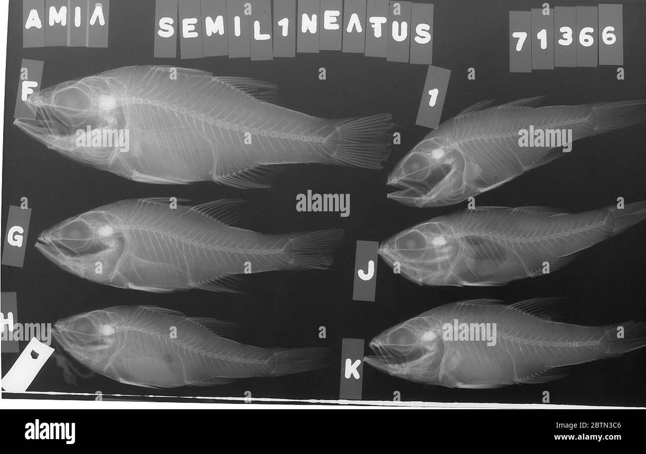 Ostorhinchus semilineatus. 11 Mai 20186 Stockfoto