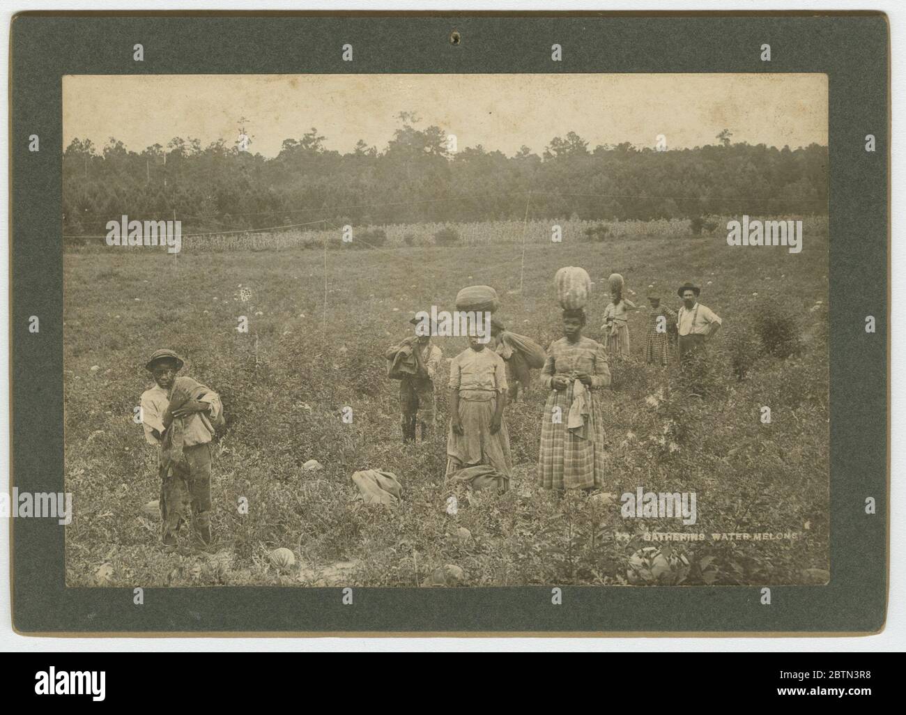 Wassermelonen Sammeln. Ein Albumdruck auf einer Schrankkarte, auf der eine Gruppe Wassermelonen in einem Feld pflückt. Das Foto zeigt vier (4) Männer und vier (4) Frauen, die auf einem großen Feld stehen und einige Wassermelonen oder Taschen tragen. Drei (3) der Frauen haben Wassermelonen auf dem Kopf balanciert. Stockfoto