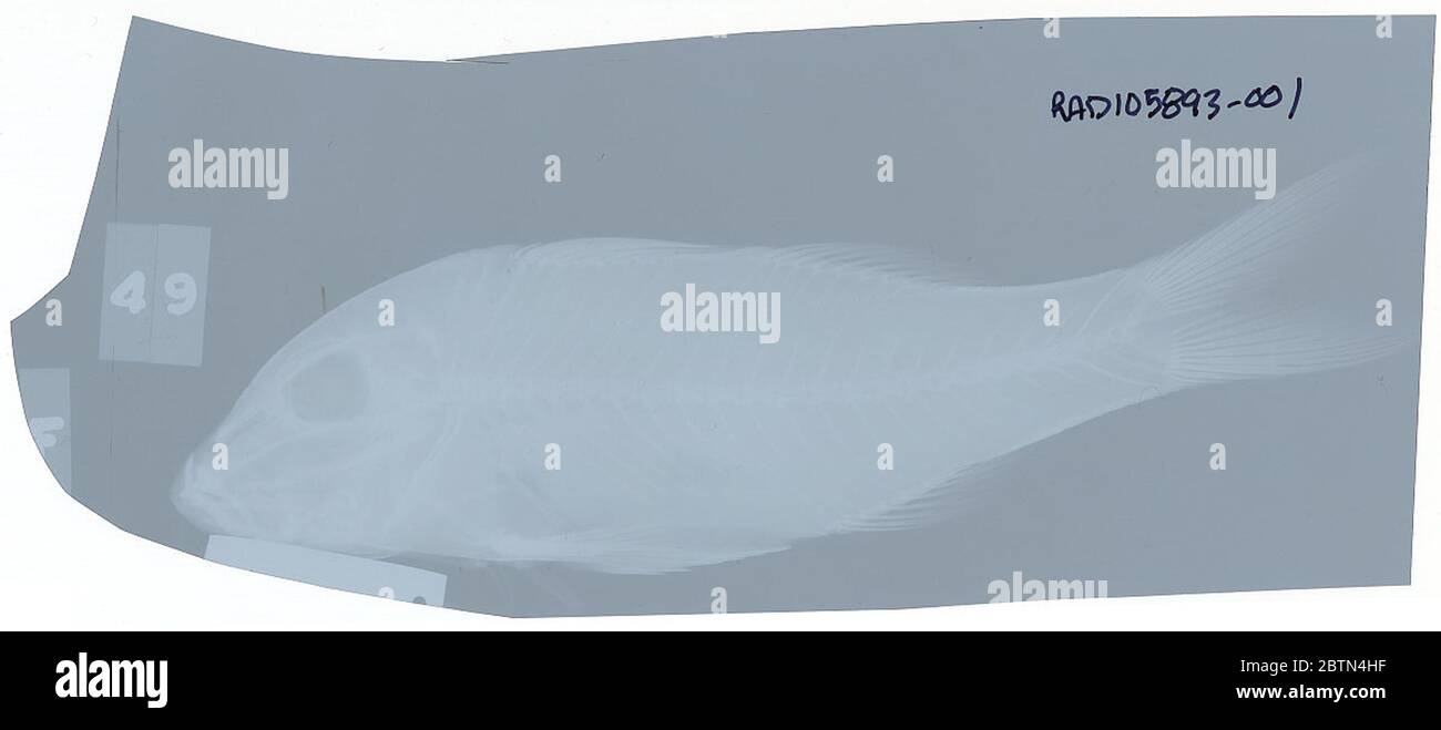 Parupeneus trifasciatus. 26. Oktober 20181 Stockfoto