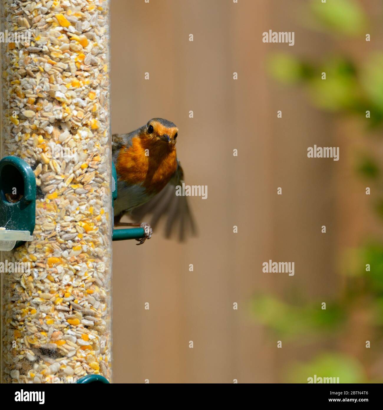 Europäischer Robin (Erithacus rubecula) Erwachsener an einem Gartenvogelfutter Stockfoto