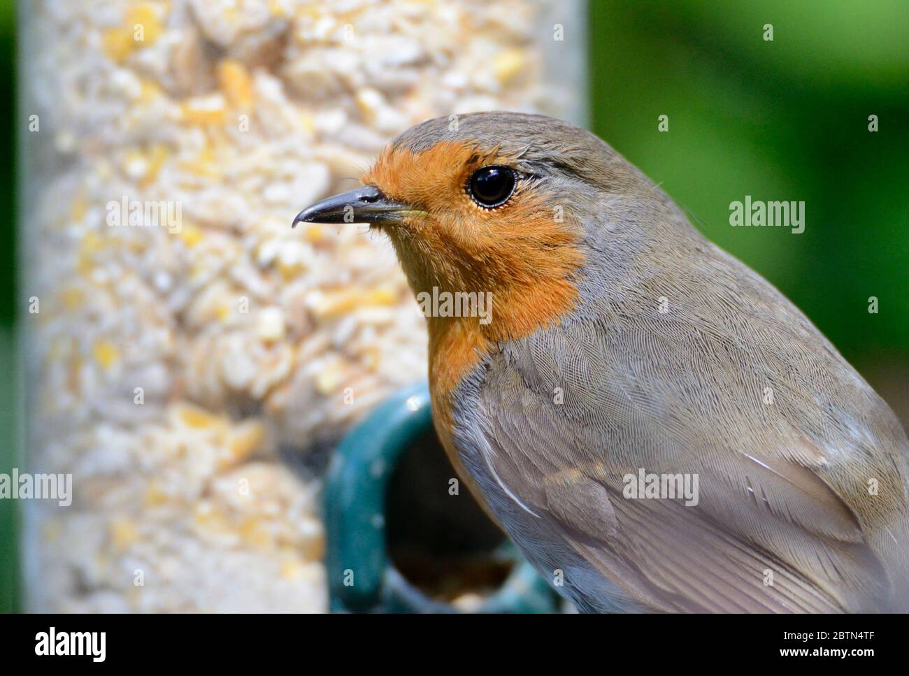 Europäischer Robin (Erithacus rubecula) Erwachsener an einem Gartenvogelfutter Stockfoto
