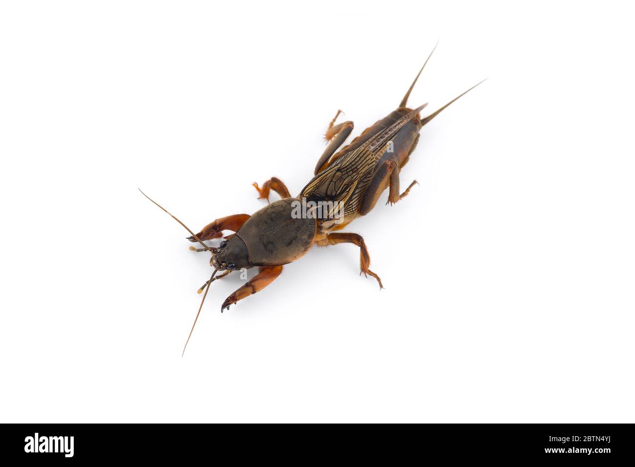 Das europäische Mole Cricket Makro-Foto isoliert auf weißem Hintergrund Stockfoto