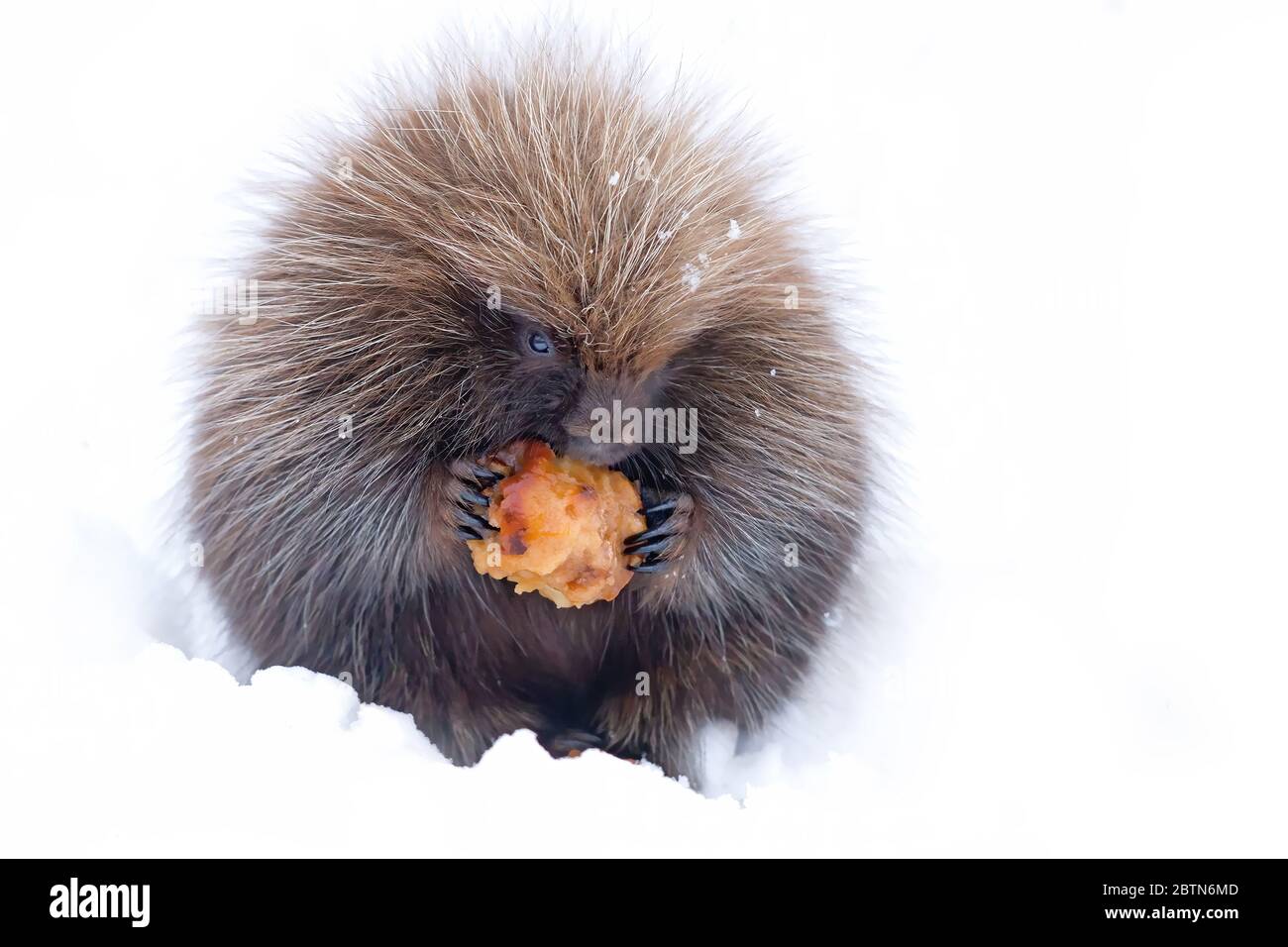 Baby-Stachelschweine, die im Winterschnee in Ottawa, Kanada, einen Apfel essen Stockfoto