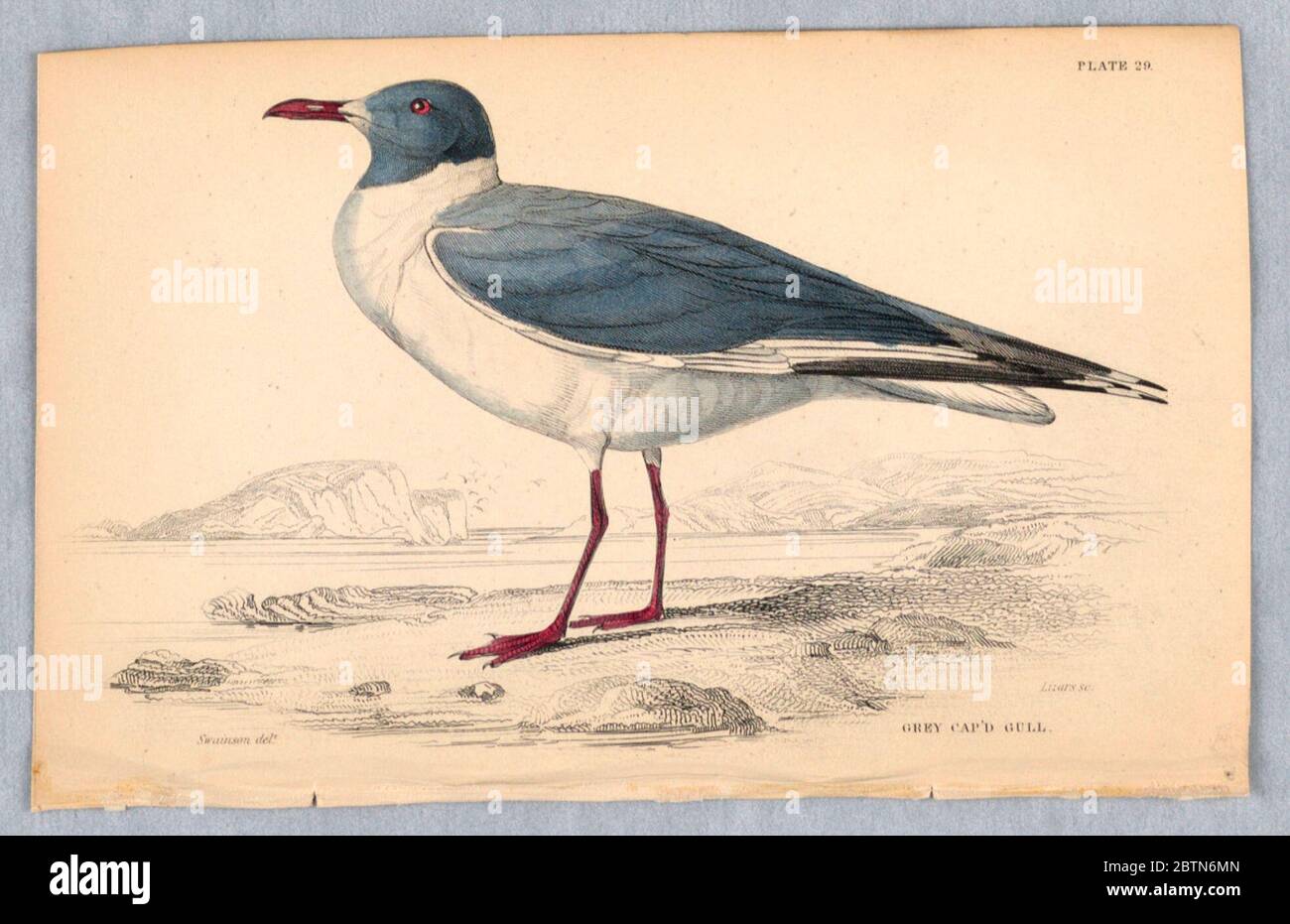 Graue CAPD-Möwenplatte 29 von Birds of Western Africa. Forschung in ProgressGraue und weiße Möwe; roter Schnabel, Augen und Beine, auf der Schau einer Bucht. Titel und Künstlernamen unten. Stockfoto