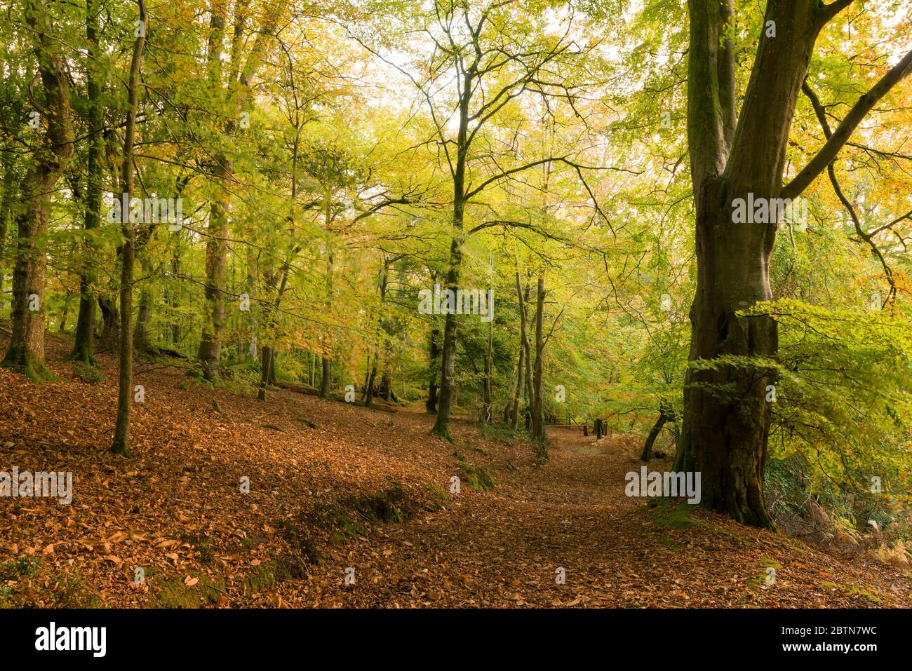 Ein Laubwald im Herbst am Crook Horn Hill im Exmoor National Park, Somerset, England. Stockfoto