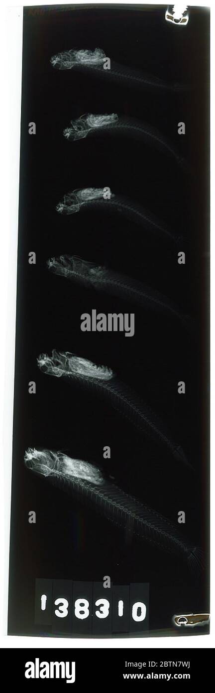 Praealticus striatus Bad. 24. Oktober 20181 Stockfoto