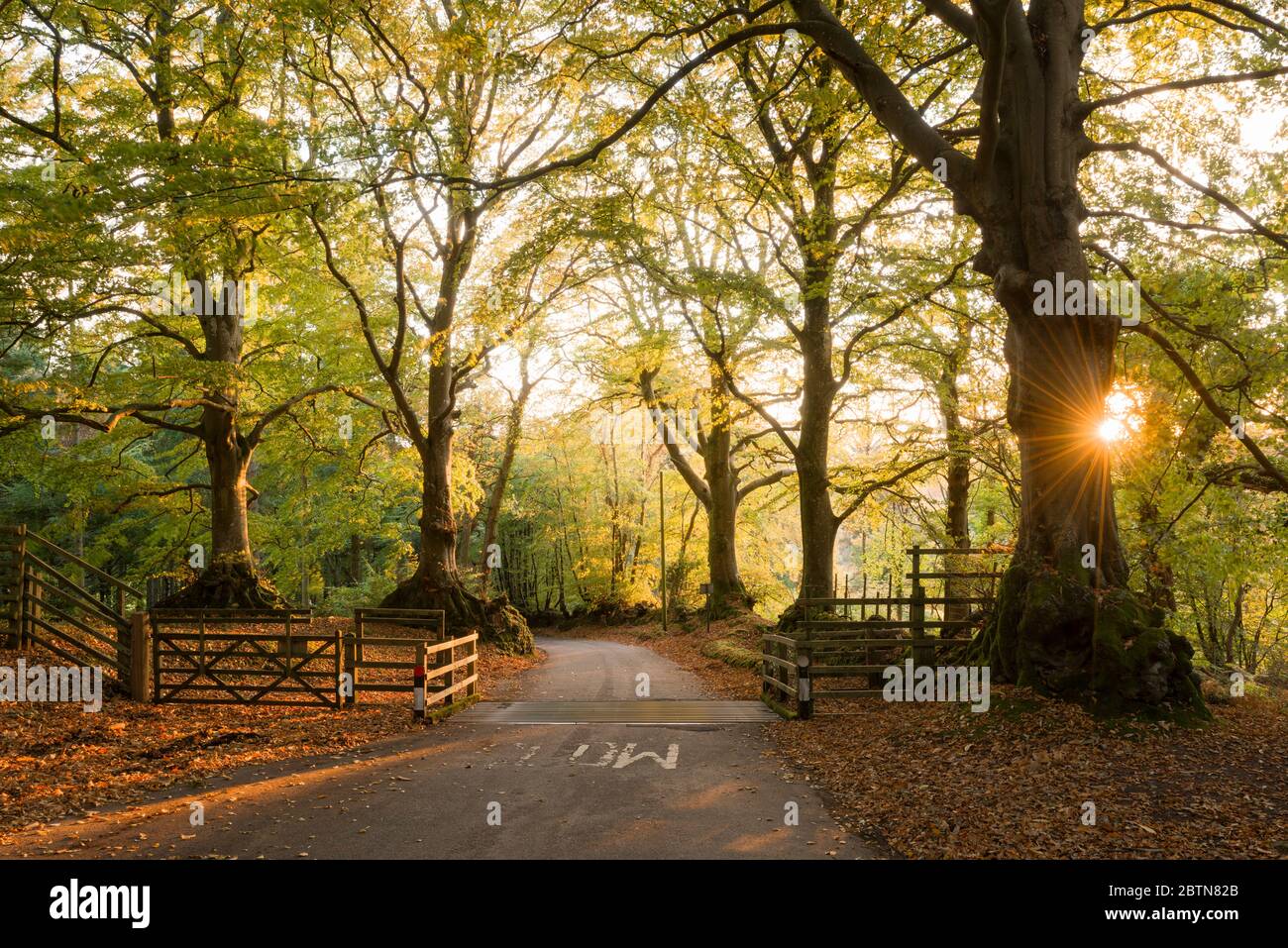 Morgen Herbstsonne in einem Laubwald am Crook Horn Hill im Exmoor National Park, Somerset, England. Stockfoto