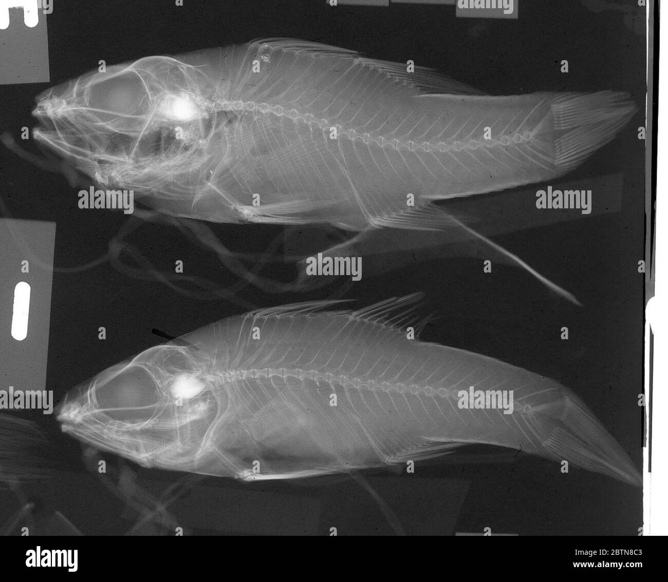 Prisstiapogon Exostigma. X-rayed spec h, i, j, k Juli 1967 D. Hubbs30 Dez 20154 Stockfoto