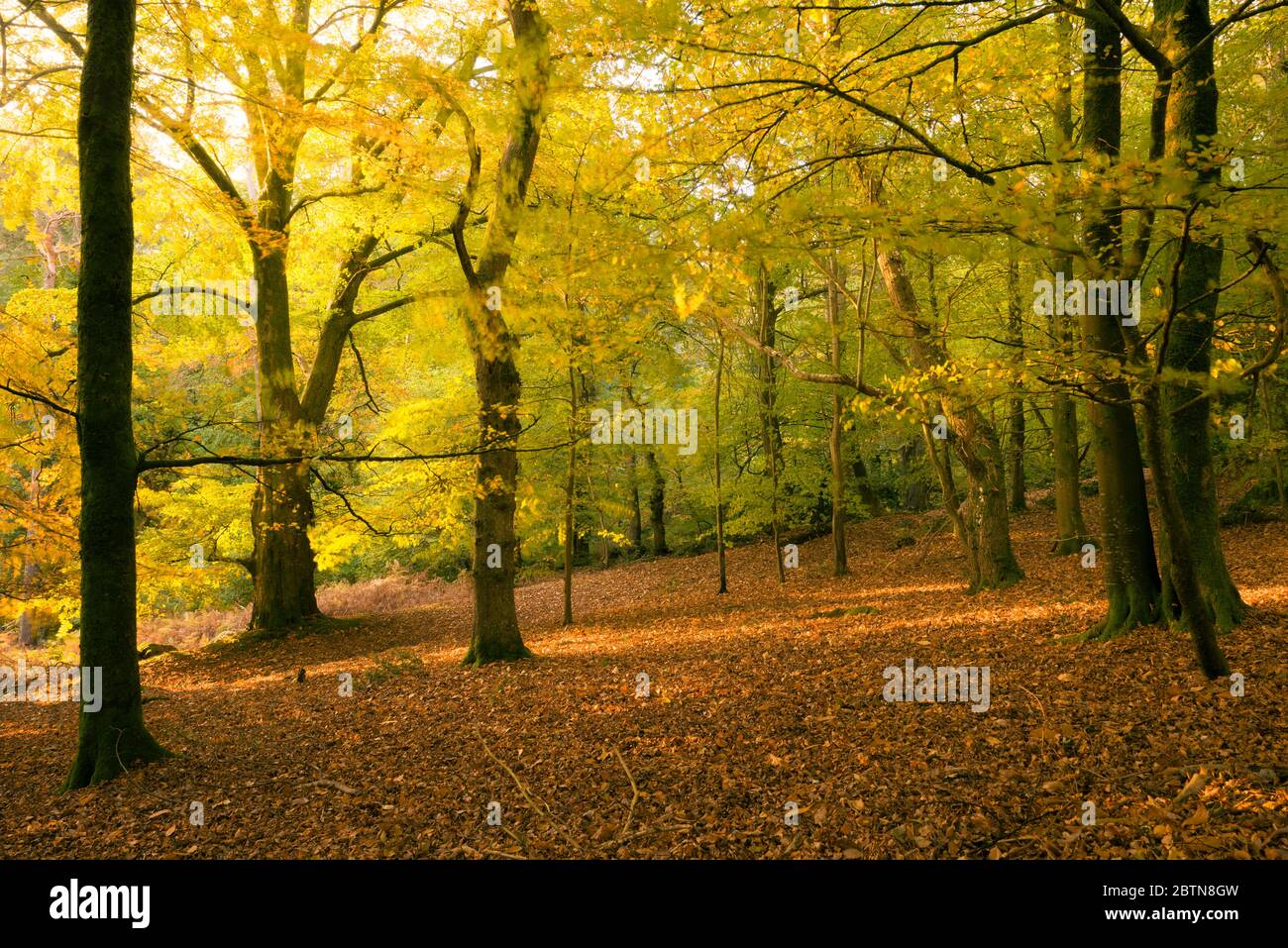 Morgen Herbstsonne in einem Laubwald am Crook Horn Hill im Exmoor National Park, Somerset, England. Stockfoto