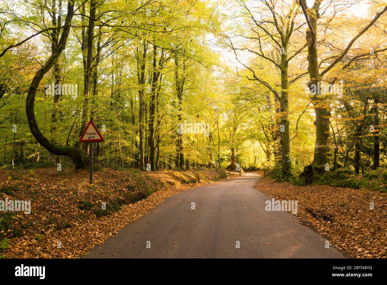 Morgen Herbstsonne in einem Laubwald am Crook Horn Hill im Exmoor National Park, Somerset, England. Stockfoto