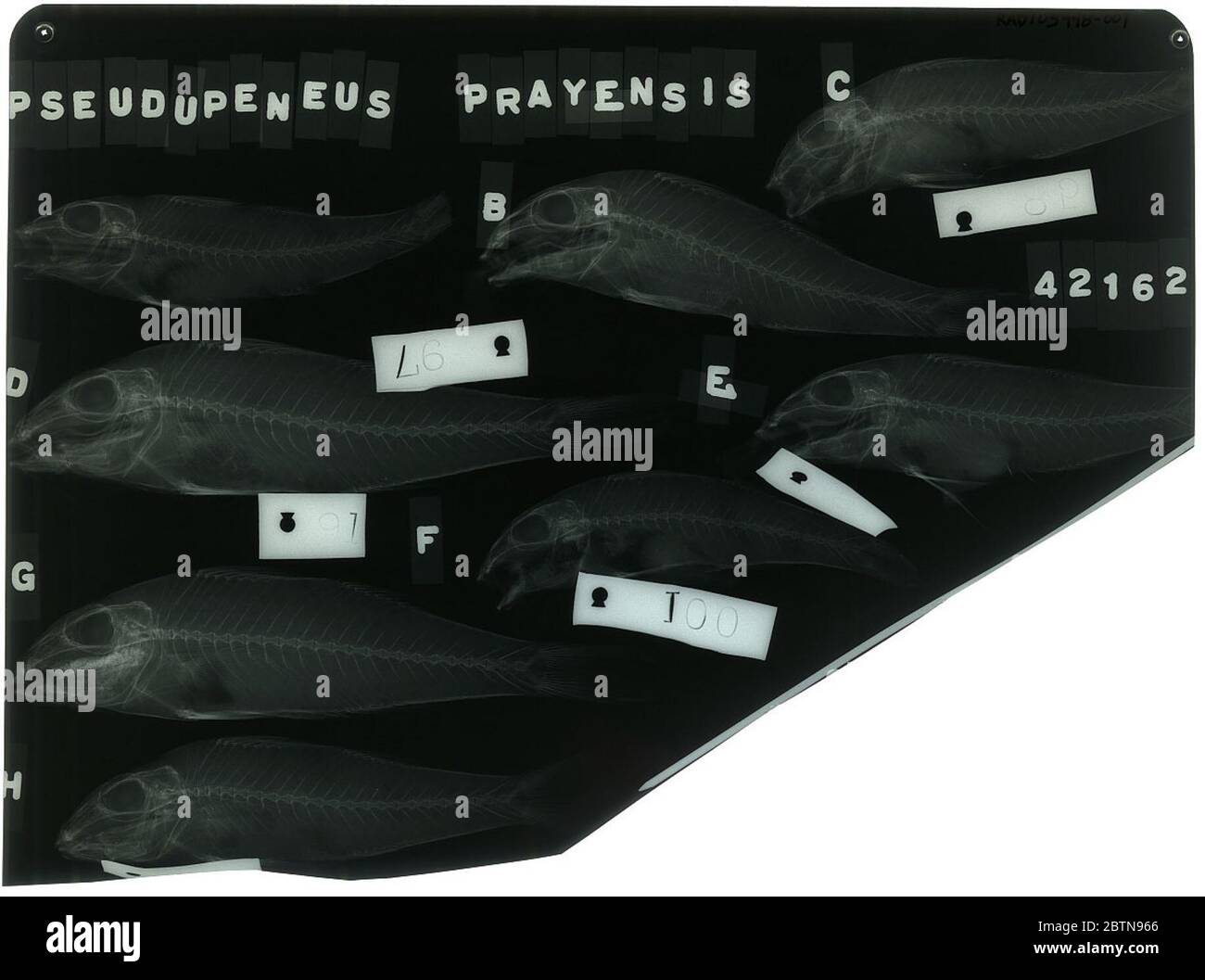 Pseudupeneus prayensis. 26 April 201829 Stockfoto