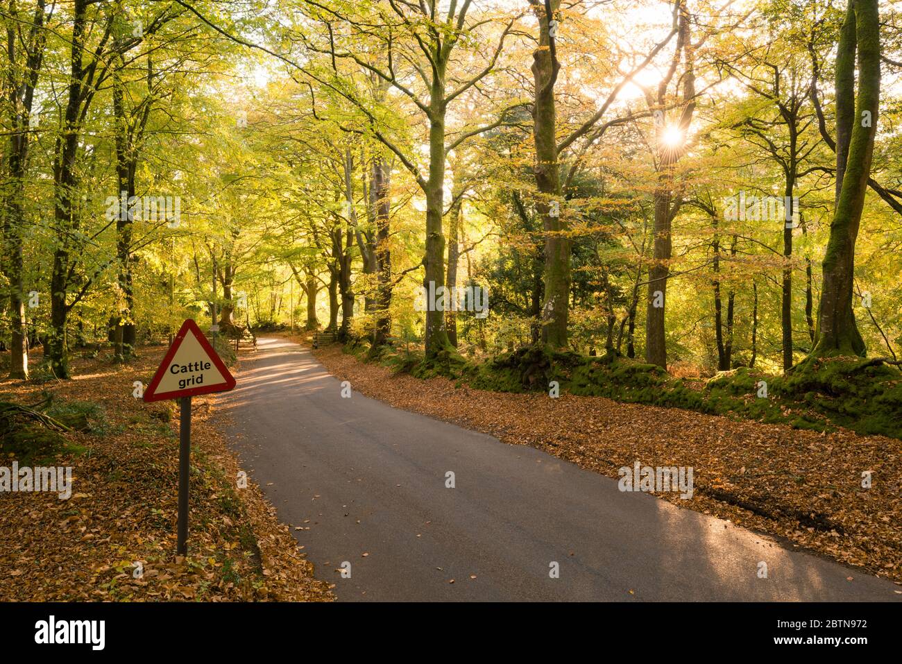Morgen Herbstsonne in einem Laubwald am Crook Horn Hill im Exmoor National Park, Somerset, England. Stockfoto