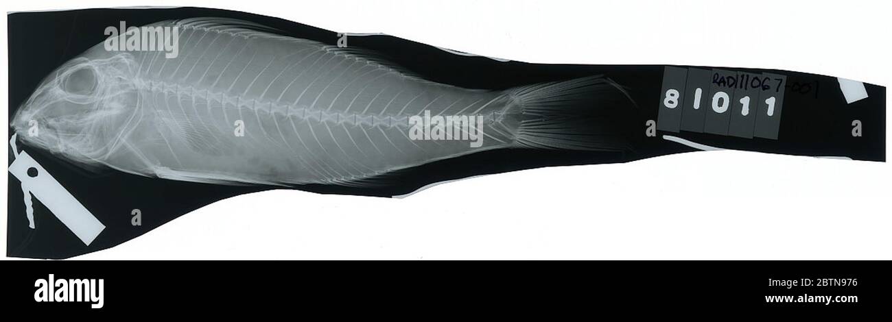 Pseudupeneus grandisquamis. Juli 20181, 27 Stockfoto