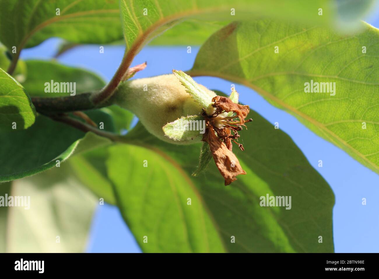 Nahaufnahme der jungen unreifen Frucht der Cydonia oblonga auch bekannt als Quitte. Wachsen im Freien in einer natürlichen Umgebung. Stockfoto